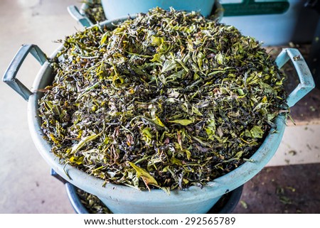 Fresh, a bit dried tea leaves in the basket ready for further processing