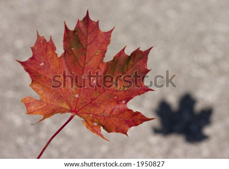 falling leaf casts shadow on ground