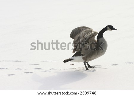 a lone goose spreading wings on snow