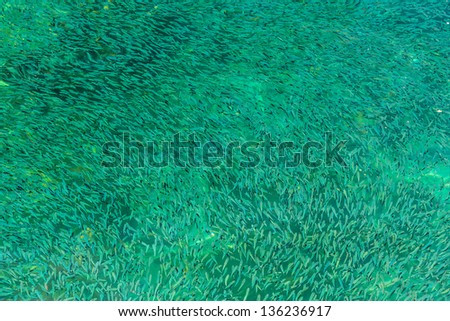 Shoal of small fish in  clean transparent sea at  Koh Tao island, Thailand