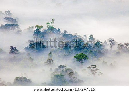 forest  and fog in the morning, Thailand