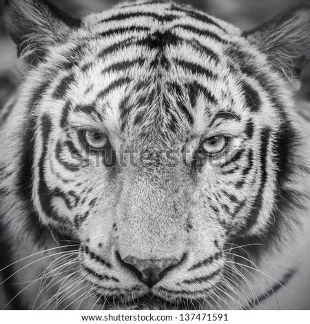 white tiger in black and white