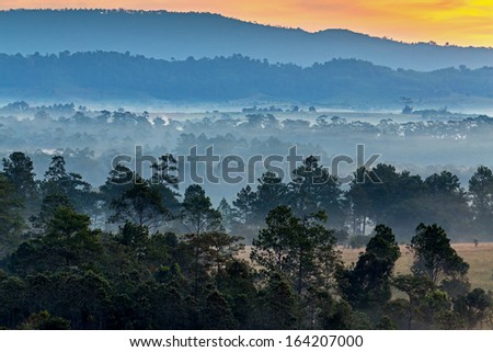 forest and fog in the morning at Tung Salang Luang National Park , Phetchabun, Thailand