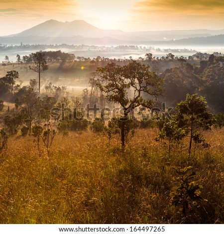 forest and fog in the morning at Tung Salang Luang National Park , Phetchabun, Thailand