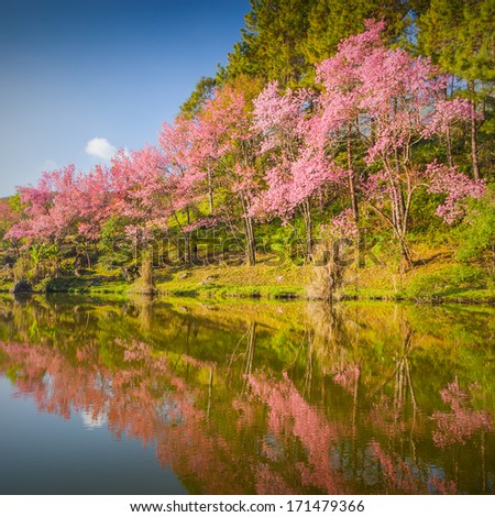 Beautiful Sakura pink flower on mountain with lake in thailand, cherry blossom