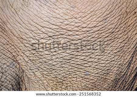 wringle and textured elephant hide or skin