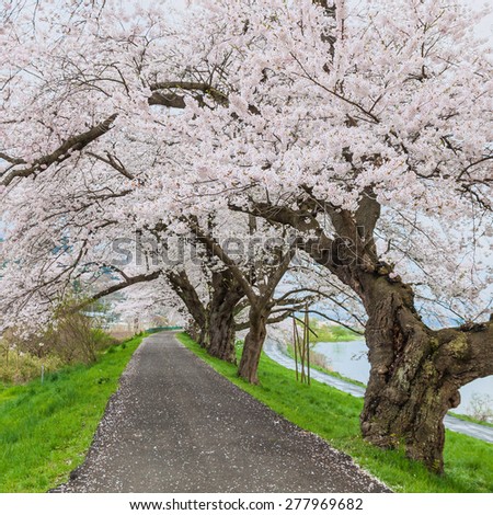 Cherry blossoms bloom path,Sendai, Japan