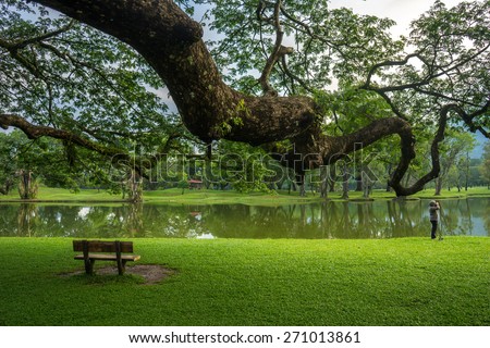 Lonely chair under a huge tree branch at Taman Tasik Taiping or Taiping Lake in Perak, Malaysia. One of Perak and Malaysia main attraction. The first lake garden in Malaysia