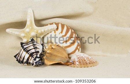 sea shells arranged as still life on canvas background