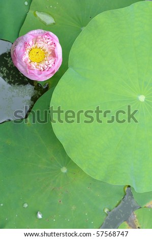 Pink lotus and lotus leaf on top view