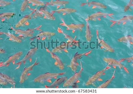 Red Tail Fish