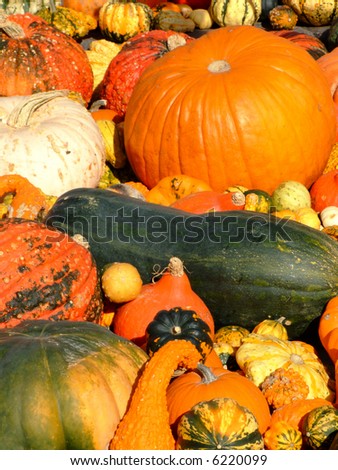 Close-up of some different color and shape pumpkins