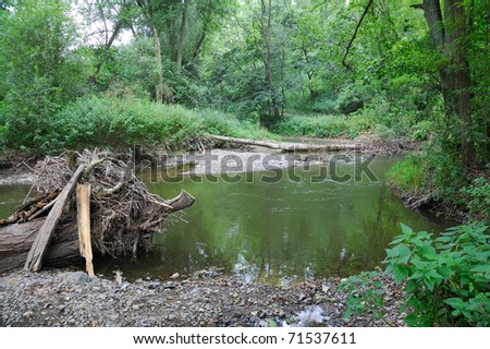 Flooded forest, river, plants, trees
