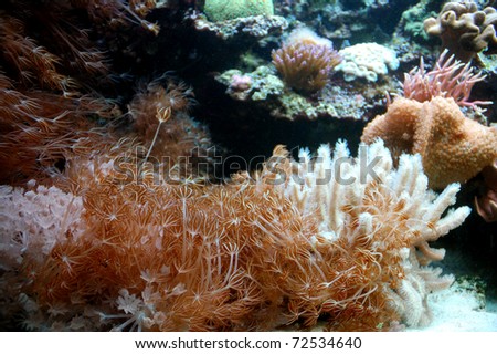 Submarine life, corals, water plants