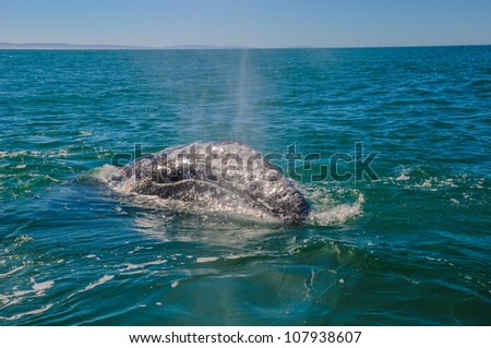 Gray whales (Eschrichtius robustus) in the Guerrero Negro bay, Mexico