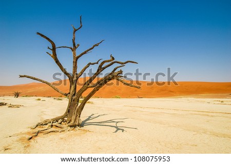 withered tree in the Namib desert, Namibia