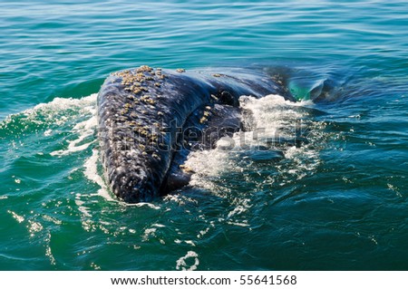 Gray Whale in Guerrero Negro, Mexico