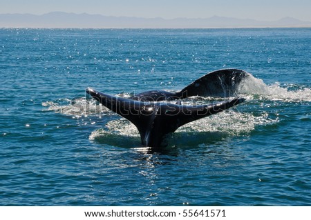 Gray Whales in Guerrero Negro, Mexico