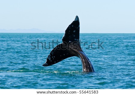 Tail fin of a gray whale in Guerrero Negro, Mexico
