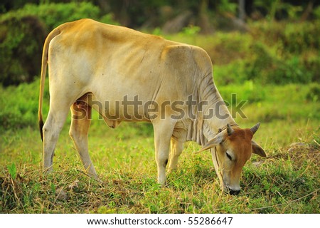 a side view of a thai cow eating grass