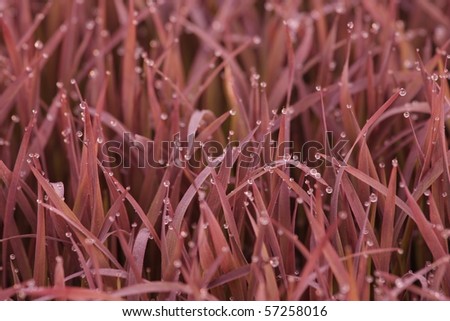 Purple grass with morning dew wallpaper, actually, it is one kind of rice.