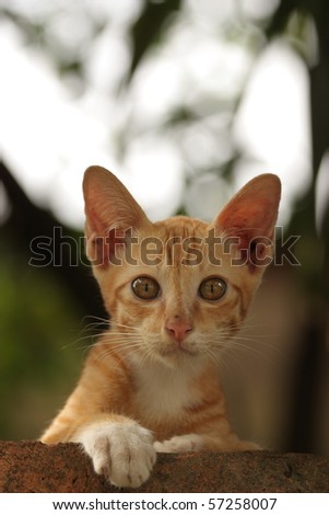 Orange kitten looking at you