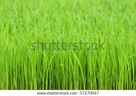 Green grass with morning dew wallpaper, actually, it is one kind of rice at young.