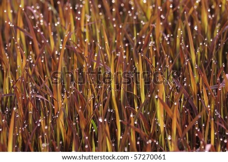 Purple grass with morning dew and sunshine wallpaper, actually, it is one kind of rice at young.