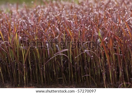 Purple grass with morning dew wallpaper, actually, it is one kind of rice at young.