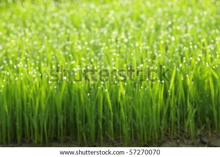 Green grass with morning dew wallpaper, actually, it is one kind of rice at young.