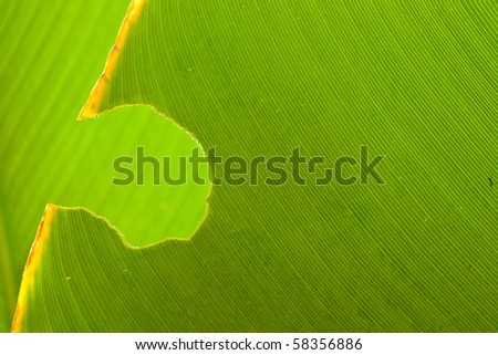 Leaf details with eaten defect
