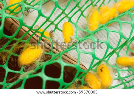 Silk Production Process, Silk worm from egg to worm