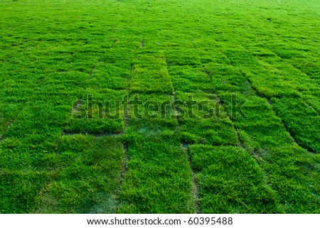 newly planted grass field blocks, wide angle perspective