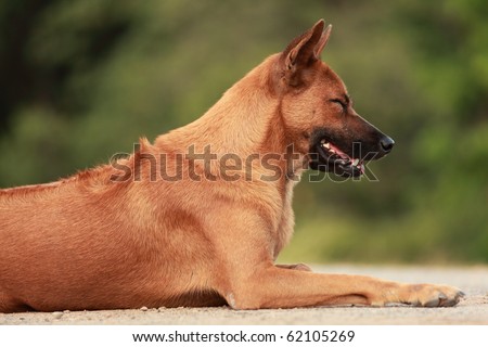 Thai Ridgeback Dog in Happy Emotion