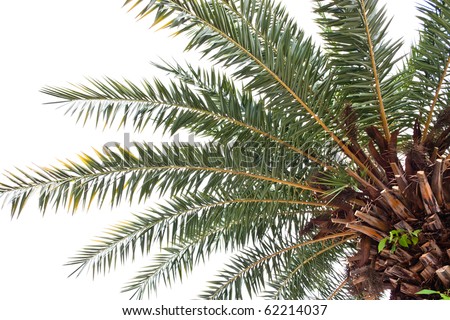 Palm Tree Low Angle View