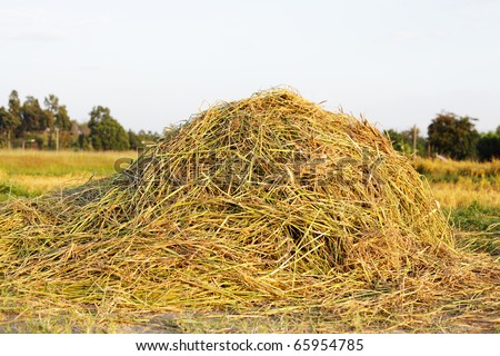 Pile of Rice Hay