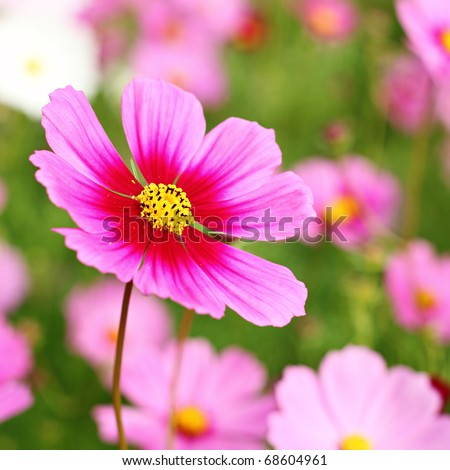 Beautiful Flower Names on Beautiful Cosmos Flower Stock Photo 68604961   Shutterstock