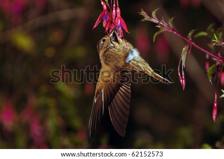 Humming Bird on Flower