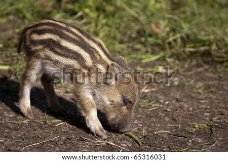 Baby Boar