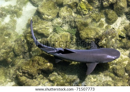 Galapagos White Tip Shark