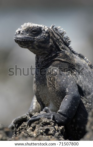 ugly iguana