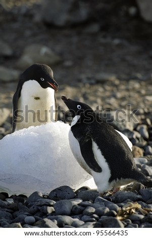 Antarctic Expedition (Adelie Penguin)