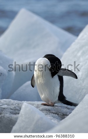 Expedition to the Poles (Adelie Penguin)