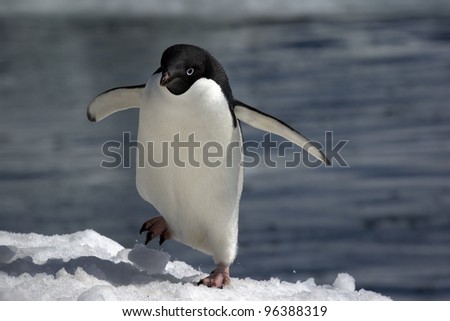Expedition to the Poles (Adelie Penguin)