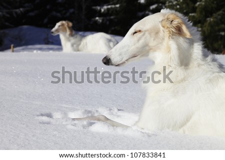 borzoi dogs, sight-hounds, basking in the sun, snowy winter scenery in sweden