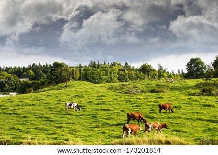 grazing cattle, cows, in old rural surroundings, farming scenery from sweden
