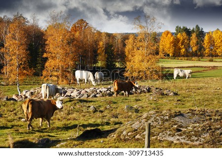 grazing cows, cattle in an old rural farming landscape, Sweden