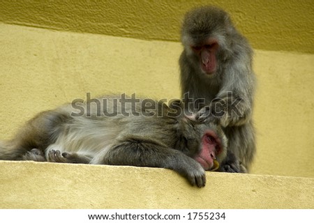 monkey taking care of an other