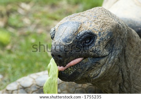 giant tortois eating a leaf
