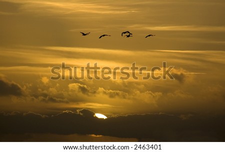 Group of flying swans in front of a beautiful sunset.